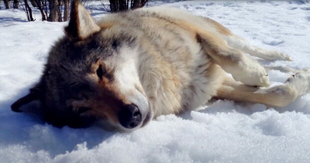 Ein Norweger hat 4 winzige Wolfsjungen aufgezogen: er fütterte die Tiere, schlief mit ihnen in einem Loch und wurde zum Rudelführer