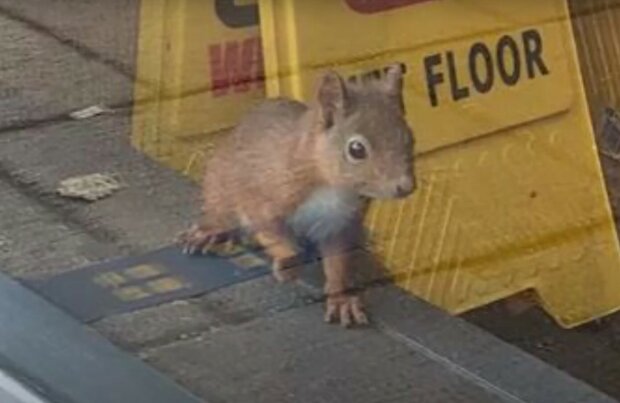 Ein wildes Eichhörnchen hat die Bäckerei für 2 Tage geschlossen