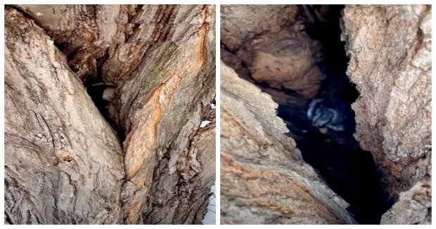 Das Mädchen fand eine Eule, die sich in einem Baum versteckte, und teilte Bilder des schlafenden Vogels