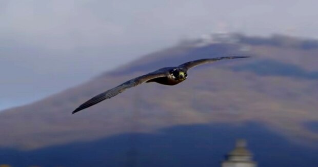 Der schnellste Vogel der Welt: er kann Geschwindigkeiten von über 300 km/h erreichen