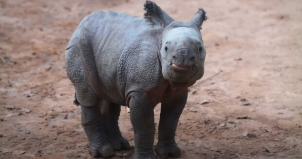 Große Freude: Zoo-Mitarbeiter feiern die Geburt eines Nashornbabys einer seltenen Art