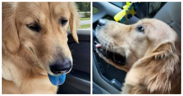 Eine Frau stieg aus dem Auto aus, um Wasser zu kaufen, und als sie zurückkam, sah sie, dass die Zunge ihres Hundes blau war