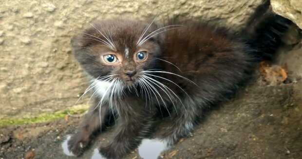 Schüller hörten ein lautes Katzenquietschen, das aus dem Untergrund kam