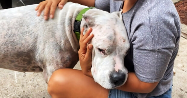 Der Hund streckte dem Besucher seine Pfote entgegen und sah ihm in die Augen: Der Mann nahm den Vierbeiner mit