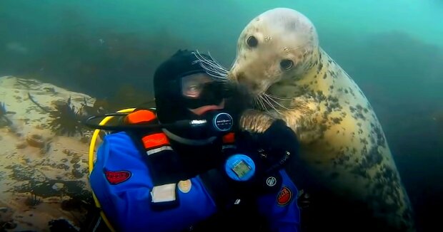 Der Taucher sank auf den Meeresgrund und traf auf eine Robbe, die sich für seine Flossen interessierte