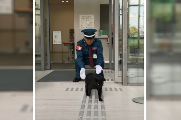 Kulturbegeisterte Katzen versuchen, sich jeden Morgen ins Museum einzudringen: bis der Sicherheitsdienst kommt