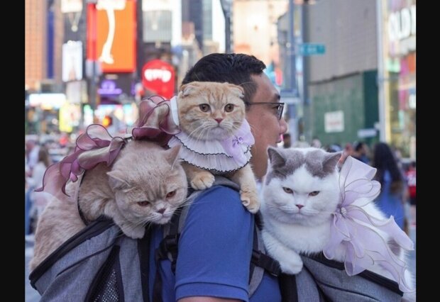 “Sie sind ein fester Bestandteil von uns”: Ein Paar nimmt drei Katzen mit auf alle Reisen