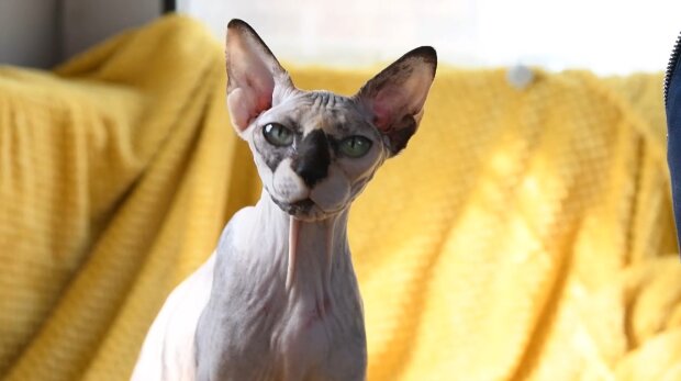 Sphynx-Weibchen wird nach Geburt von über 70 Kätzchen in besorgniserregendem Zustand aufgefunden