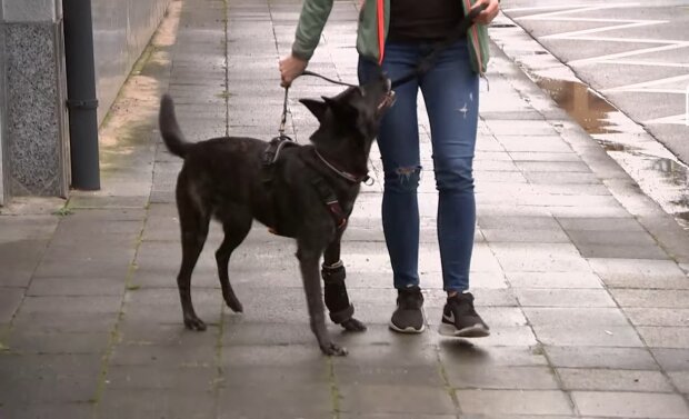 Dank der Spenden vieler Menschen erhält ein Deutscher Schäferhund Prothesen und lernt zum ersten Mal laufen