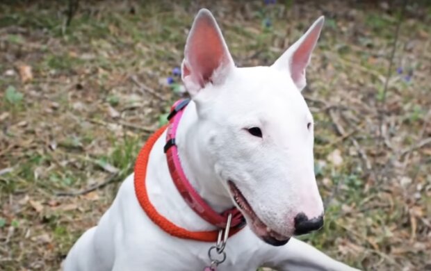 Der Bullterrier verbrachte eineinhalb Jahre bei seiner Familie und wurde dann ins Tierheim zurückgebracht