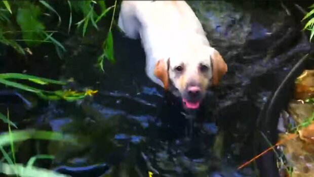 “Er saß in der Falle”: Hund wurde während einer Überschwemmung verlassen