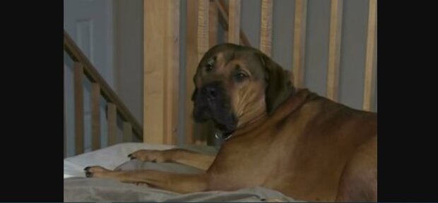 Die Bewohner wachten um fünf Uhr morgens auf und fanden ihren siebzig Pfund schweren Hund auf einem fremden Mann sitzen
