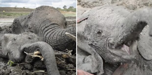 Eine erschöpfte Elefantenmutter und ihr Junges steckten tagelang im Schlamm fest: sie warteten auf Hilfe
