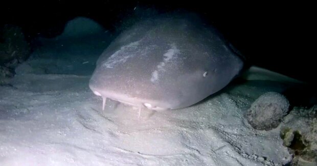 Sie laufen auf Flossen und stehen auf dem Kopf: Taucher haben erstmals mit der Kamera aufgenommen, wie sich Haie ernähren