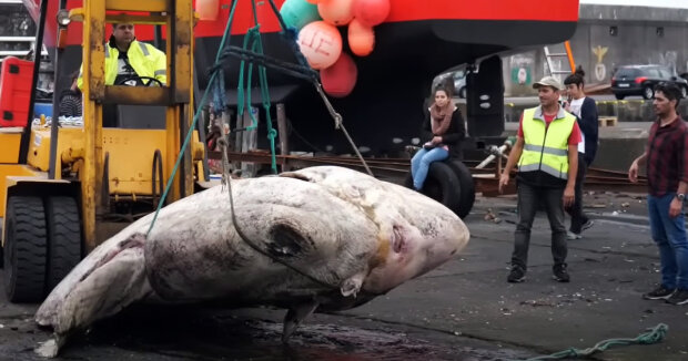 Riesiger Mondfisch mit 2.740 kg Gewicht: Biologen haben einen Rekordfisch gefunden