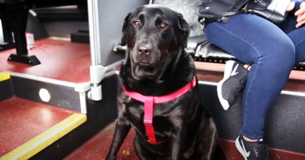 Der Hund bleibt nicht gerne zu Hause, wenn sein Frauchen bei der Arbeit ist, deshalb fährt er oft mit dem Bus zu ihr