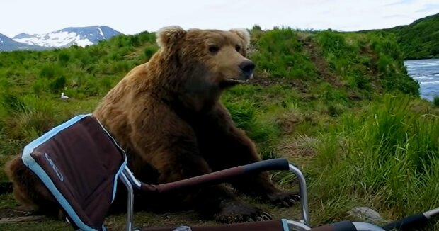 Der Bär kam aus dem Wald und näherte sich der Frau: sie rannte nicht weg und nahm alles mit der Kamera auf