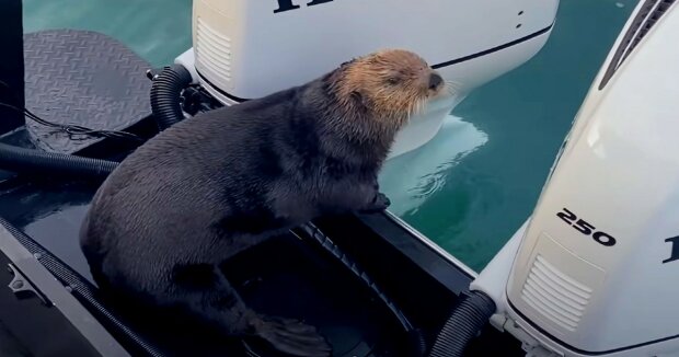 Seebär brauchte menschliche Hilfe, als er einem hungrigen Raubfisch entkam