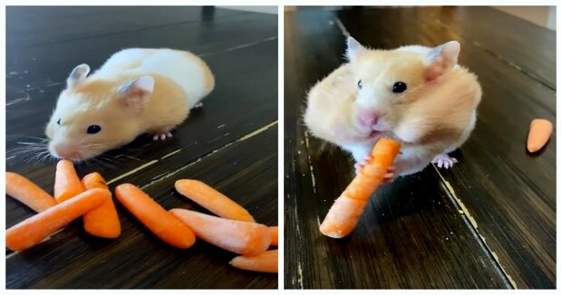 Die Halterin beschloss zu prüfen, wie viele Karotten in die Wangen ihres Hamsters passen, und hielt das alles mit der Kamera fest