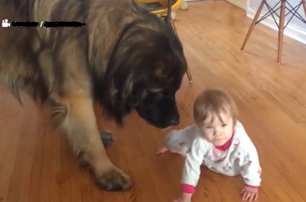 Ein großer Hund nähert sich einem hilflosen Baby, das auf dem Boden liegt: die Menschen warteten atemlos womit es beenden wird, Einzelheiten