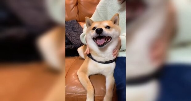 Uni, der Hund, lächelt immer: Wie sein Besitzer den Grund für seine gute Laune herausgefunden hat