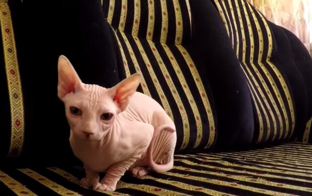 Eine Mutterkatze adoptiert ein neugeborenes Sphynx-Baby, das von seiner eigenen Mutter abgelehnt wurde