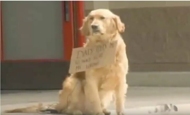 Einsamer Hund wartete vor dem Laden mit dem Schild um seinen Hals: die Leute haben den Text gelesen