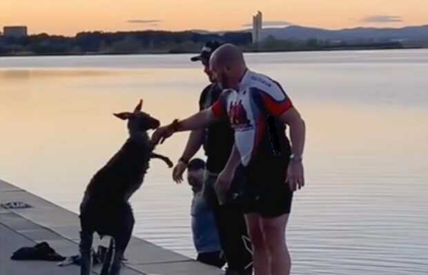 “Du hast mein Leben gerettet”: Dankbares Känguru bietet einen Händedruck an, nachdem drei Männer es aus einem kalten See gerettet haben