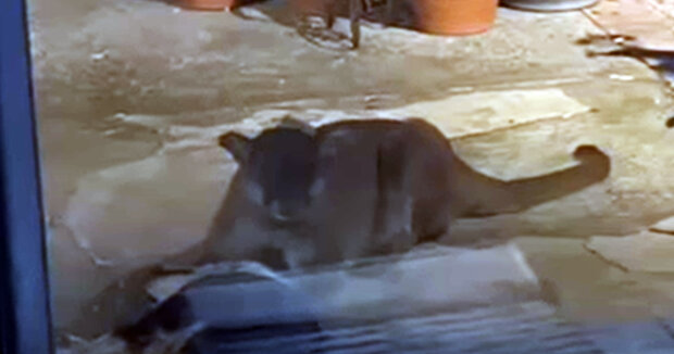 Ein Berglöwe drang in das Haus ein und zerrte den Hund auf den Hof: Einem Nachbarn gelang es, das Tier zu retten