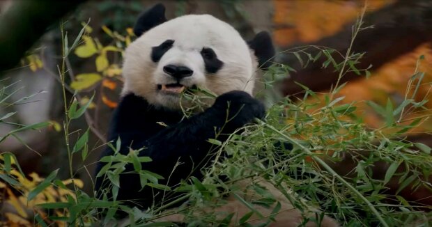 Panda wollte den Zoomitarbeitern entkommen und geriet in eine missliche Lage