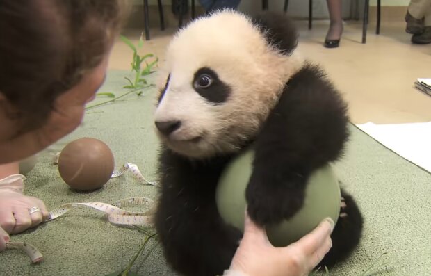 Baby-Panda mag es nicht, wenn die Pfleger versuchen, ihm seinen Lieblingsspielzeugball wegzunehmen