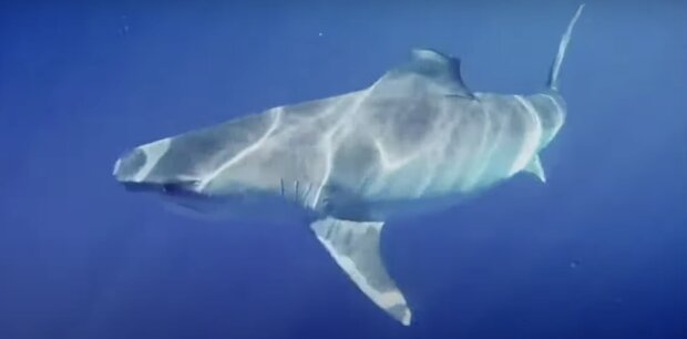 Der Heilige Gral der Unterwasserwelt: Wissenschaftler treffen Hai, der im Dunkeln leuchtet