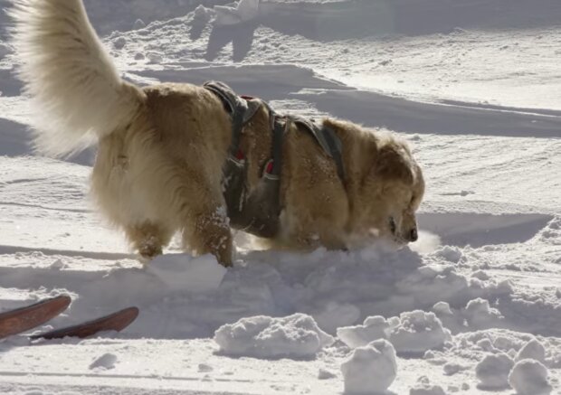 Mann grub sich in den Schnee ein, um die Arbeit seines Rettungshundes zu testen