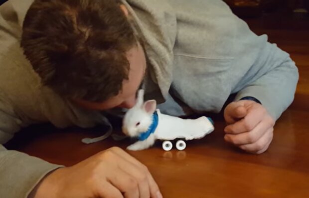Kaninchenbaby fror die Beine ein und konnte nicht laufen: Die Menschen bauten ihm einen Wagen