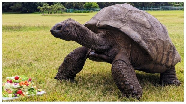 Die älteste Schildkröte der Welt, Jonathan, feiert ihren 190. Geburtstag
