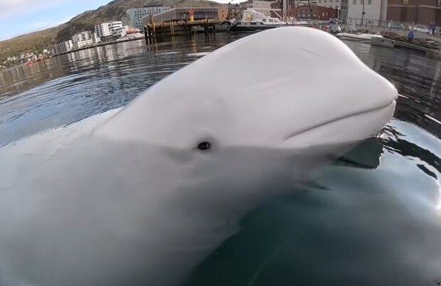 Beluga-Wal bringt eine GoPro Kamera eines Kajakfahrers zurück, nachdem er sie verloren hat
