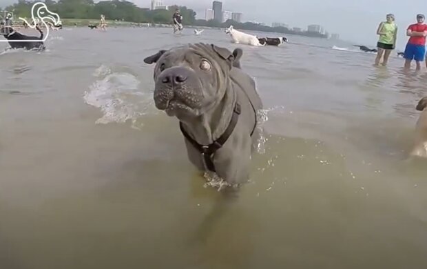 “Er schwimmt im Meer und genießt die Sonne”: ein Hund, der nicht sehen kann, fühlt sich am glücklichsten auf der Welt