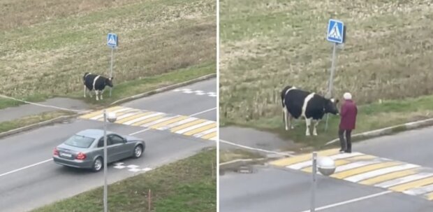 Die kluge Kuh wartet jeden Tag am selben Ort auf ihre Besitzerin