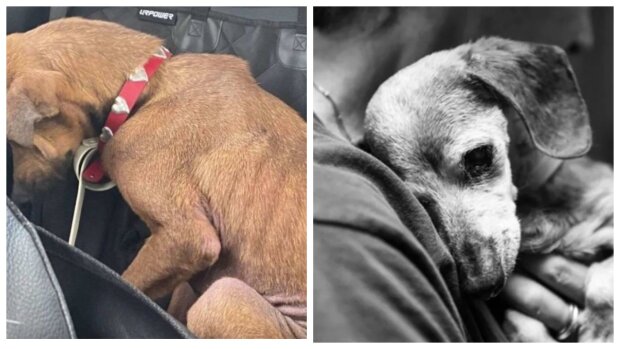 Tierschützer entdecken Hund mit traurigem Blick: Wie Clementine nach ihrer Genesung aussieht