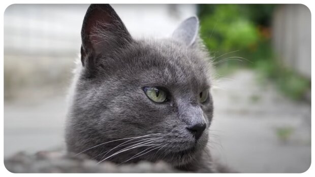 “Ich will nicht umziehen”: Die Katze ist 600 km gelaufen, um in ihr altes Zuhause zurückzukehren