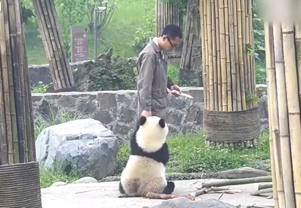 Verspielter Riesenpanda klammert sich an den Zoomitarbeiter und lässt ihn nicht mehr los