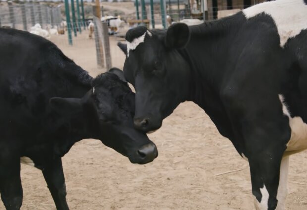 Eine Kuh, die nicht sehen kann, ist nach monatelanger Trennung wieder mit ihrer geliebten Schwester vereint worden