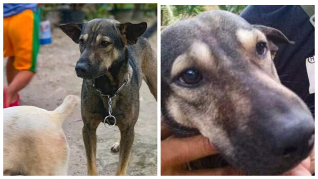 “Schutzengel”: Ein Hund führte einen Fremden in die Berge, um einen dort zurückgelassenen Säugling zu retten