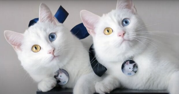 Die beiden Zwillingskatzen wurden getrennt: Jahre später lernten sich ihre Besitzer kennen, heirateten, und die Schwestern wurden wieder vereint