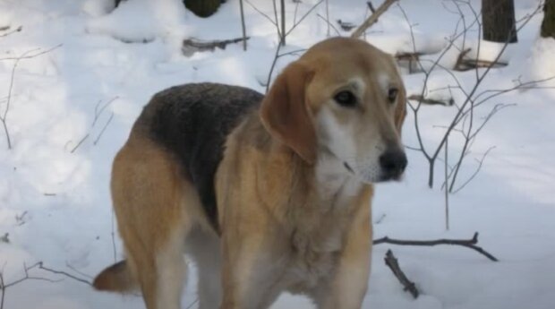 Social-Media-Liebling: Besitzerin nimmt Hund aus Tierheim und macht ihn zum Fotomodell