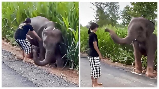 Ein Mädchen zog im Alleingang ein gestrandetes Elefantenbaby aus einem Graben: Das Tier dankte ihr