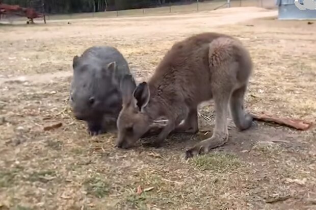 Ein gerettetes Känguru trifft einen geretteten Wombat und jetzt können sie nicht mehr voneinander getrennt werden