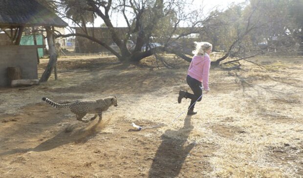 Frau rettet Gepard das Leben: Sie wollte ihn gehen lassen, aber das Tier wollte nicht weg und blieb mit ihr