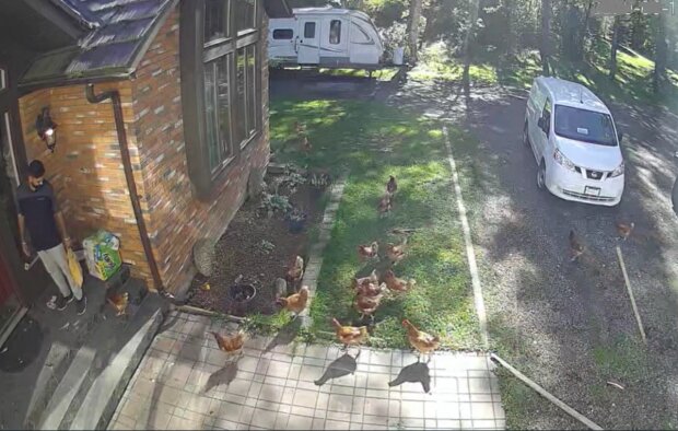 Echte Zuneigung: Die Hühner laufen jedes Mal aus dem Stall, um den Auftragszusteller zu sehen
