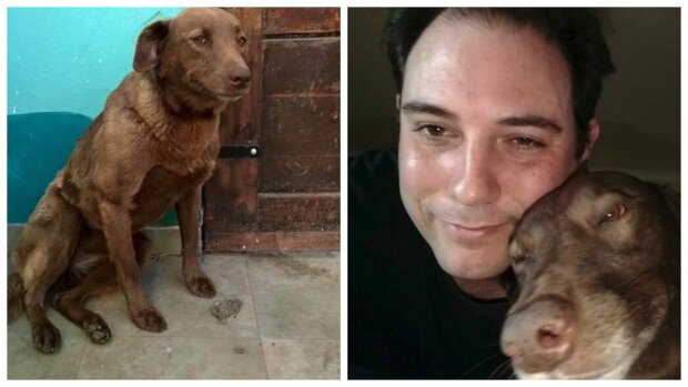 Für immer zusammen: Hund erkennt Besitzer nach zweijähriger Trennung am Geruch